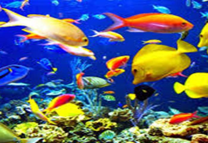 Potensi Pasar dan Tren Produksi Ikan Hias Indonesia Punya Prospek Yang Bagus